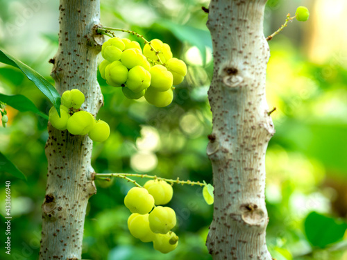 Принти на полотні Bunch of gooseberries Phyllanthus acidus native gooseberry