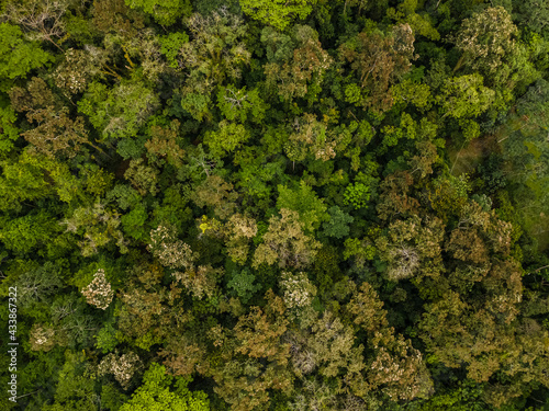 Beautiful aerial view of the tropical rain forest in Costa Rica photo