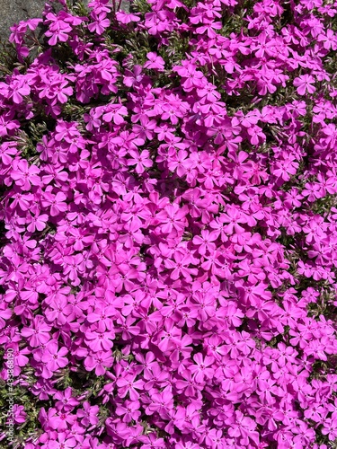 Moss with brilliant colors