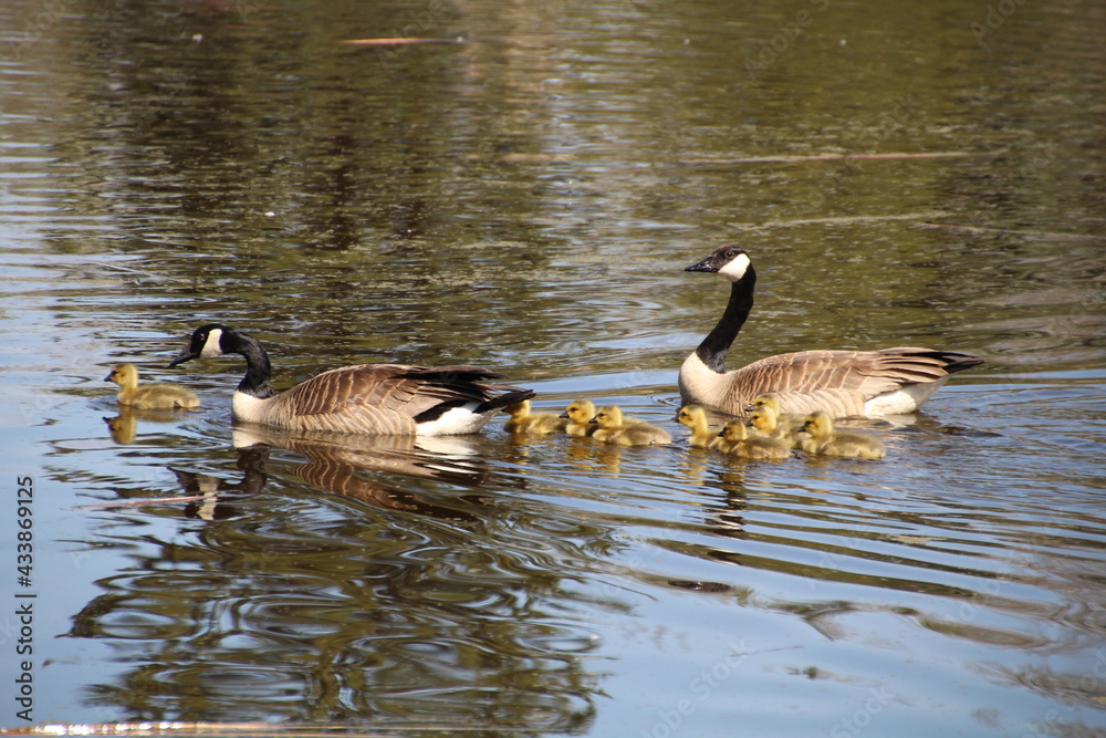 Obraz premium Taking The Family On The Water, U of A Botanic Gardens, Devon, Alberta