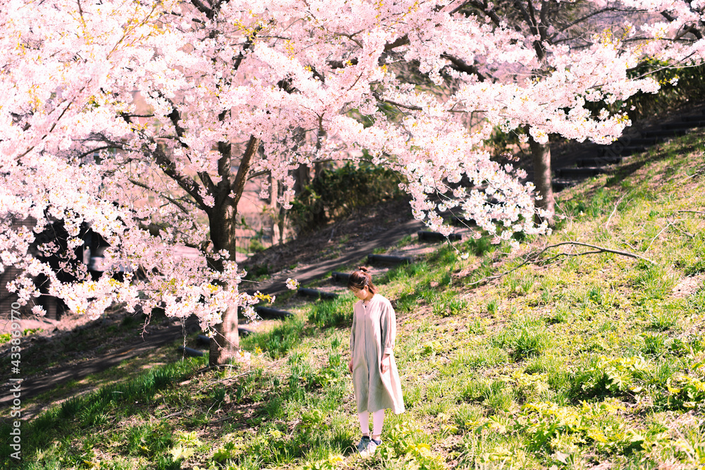 桜の下