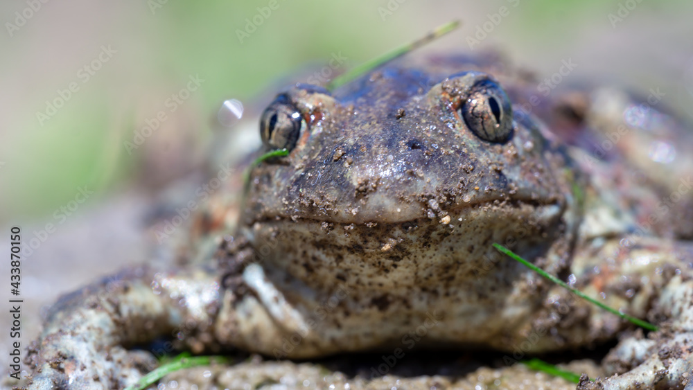 Fototapeta premium Common frog (Rana temporaria) - a species of amphibian from the frog family.