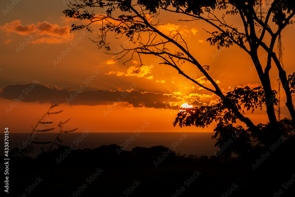 sunset behind the tree.