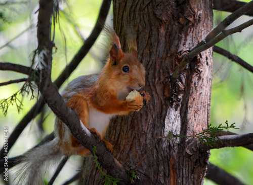 squirrel on a tree eating