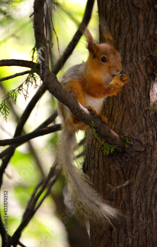 squirrel on a tree eating
