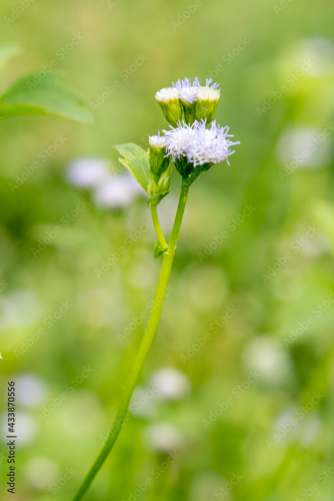 Yellow flowers, white grass flowers close-up macro with soft focus on a meadow in nature. Yellow flower, white grass flowers on blurred background nature. Yellow flowers, white grass flowers close-up macro with soft focus on a meadow in nature. Yellow flower, white grass flowers on blurred background nature.