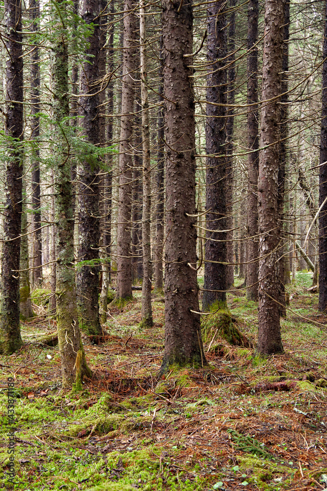 Obraz premium 人の居ない静かな雰囲気の針葉樹の森。