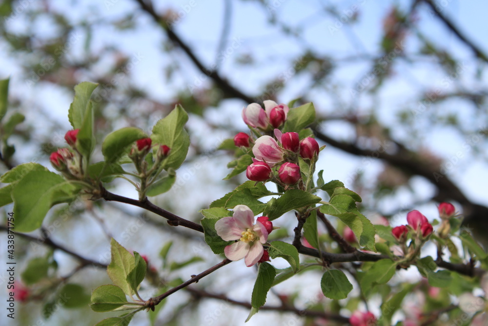 Obraz premium apple tree in bloom