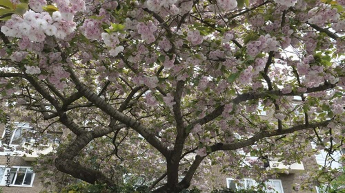 Wallpaper Mural A low angle view of a cherry tree in blossom. Torontodigital.ca