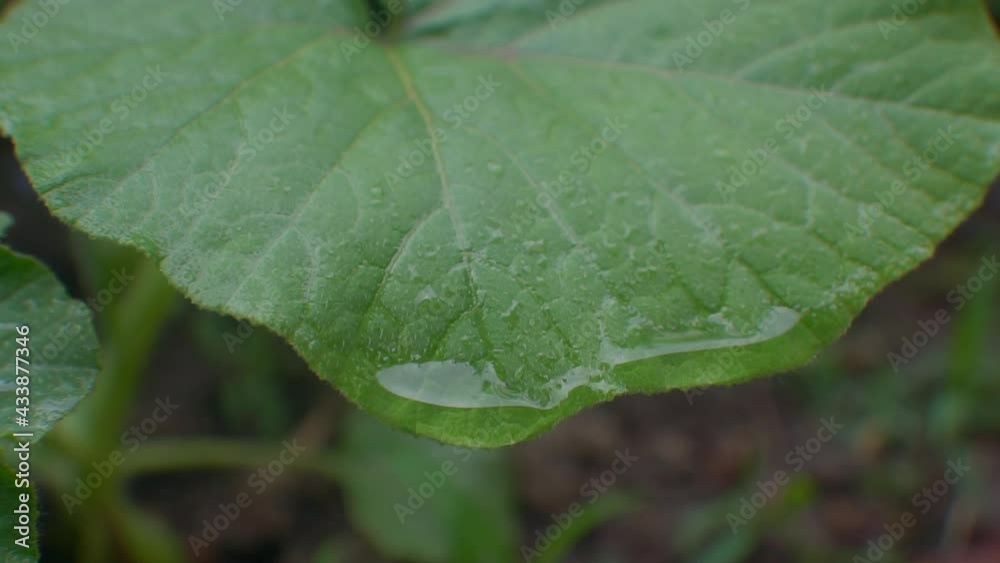 Raindrops are falling on the pumpkin leaf Raindrops are falling on the pumpkin leaf
