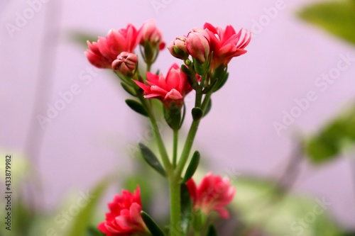 pink tulips in a garden