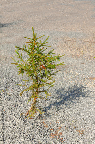 A small tree grows among the wreckage