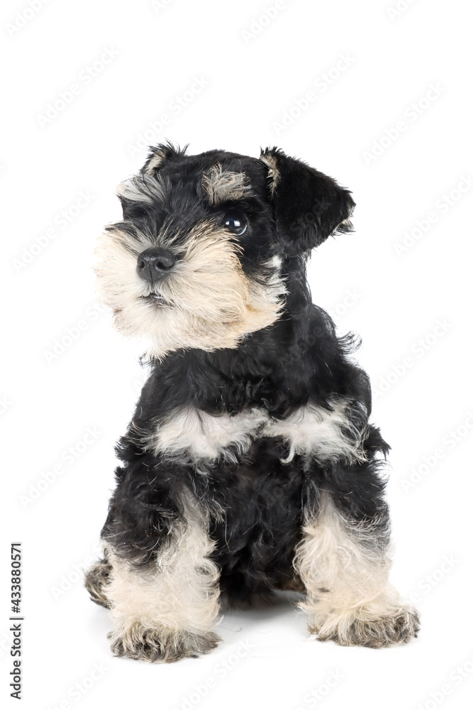 miniature schnauzer puppy isolated 