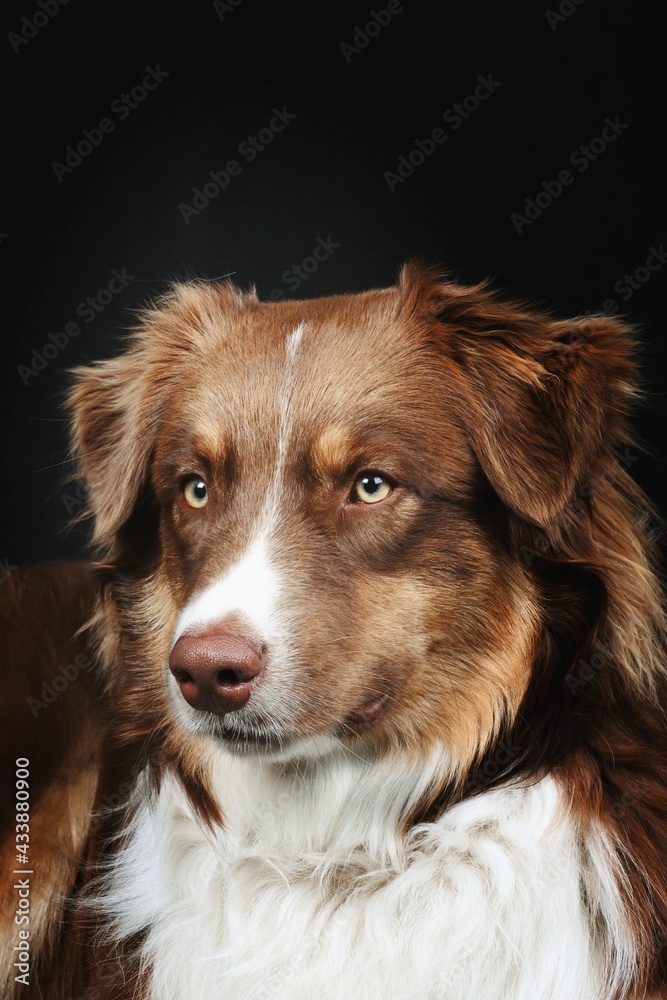 australian shepherd dog