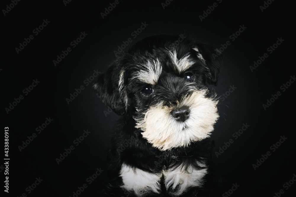 puppy isolated on black , miniature schnauzer 