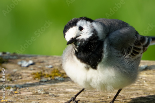 White wagtail (Motacilla alba) is a common and widespread small passerine bird.