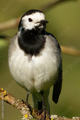 White wagtail (Motacilla alba) is a common and widespread small passerine bird.