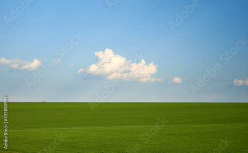 green grass growing in a field against a blue sky