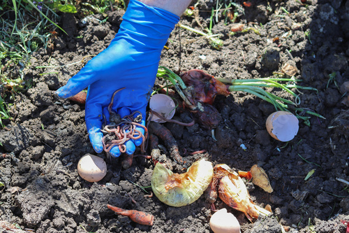 Photography Vermicomposting. Using earthworm to decompose organic waste.