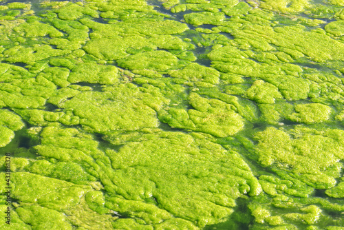 Green algae on the water surface.