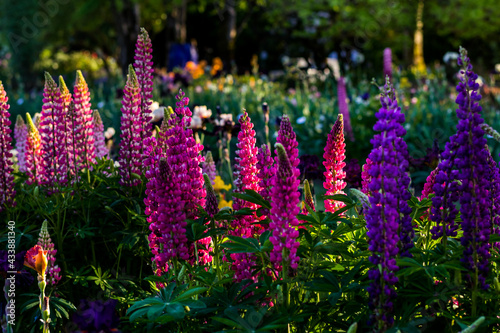 Pink and blue lupine flowers on flower bed in backlit in sunny day photo