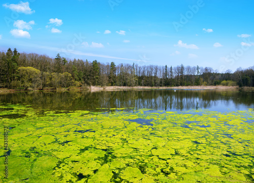 Canvastavla Green algae on the water surface of a pond. Spring landscape.