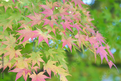 Beautifully colored autumn leaves of maple photo
