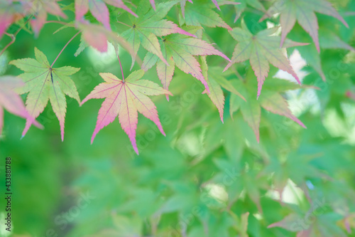 Beautifully colored autumn leaves of maple photo