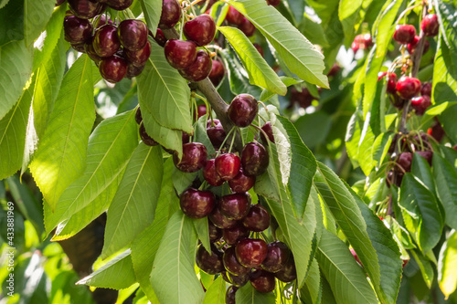 closeup of ripe dark red stella cherries hanging on cherry tree branch with green leaves and blurred background