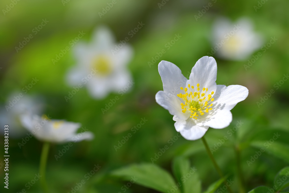 Wood anemone (Anemone nemorosa) close up. Spring flower. Wood anemone (Anemone nemorosa) close up. Spring flower.
