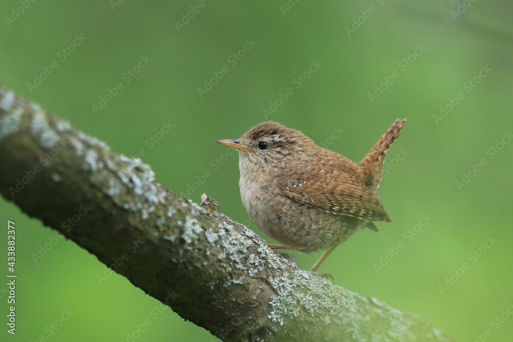 The Eurasian wren in the nature habitat. (Troglodytes troglodytes). Very small bird. Wildlife scene from czech nature. The Eurasian wren in the nature habitat. (Troglodytes troglodytes). Very small bird. Wildlife scene from czech nature.