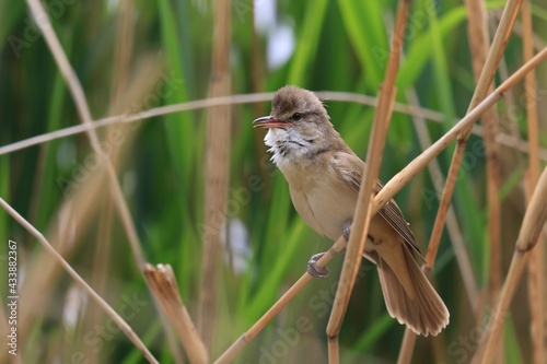 great reed warbler perched on reeds. Wildlife scene from nature. (Acrocephalus arundinaceus) photo