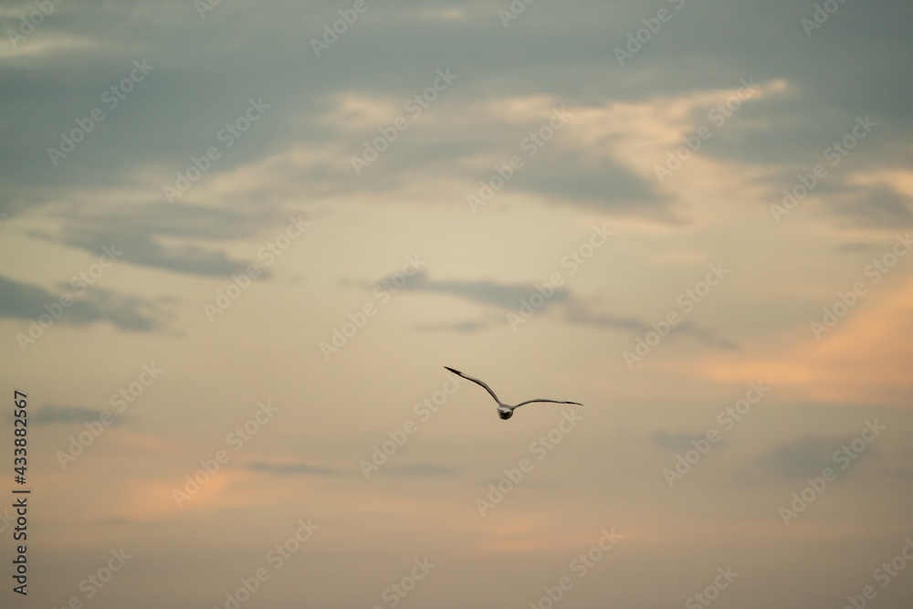 Obraz premium Seagull flying in the cloudy sky.