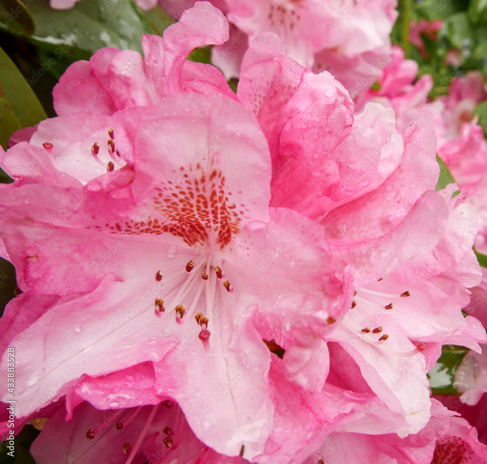Close up of pink rhododendron flowers in rain