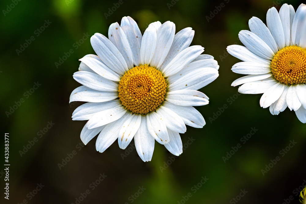 Fototapeta premium Blume