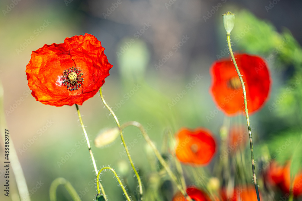 Obraz premium Blumenwiese