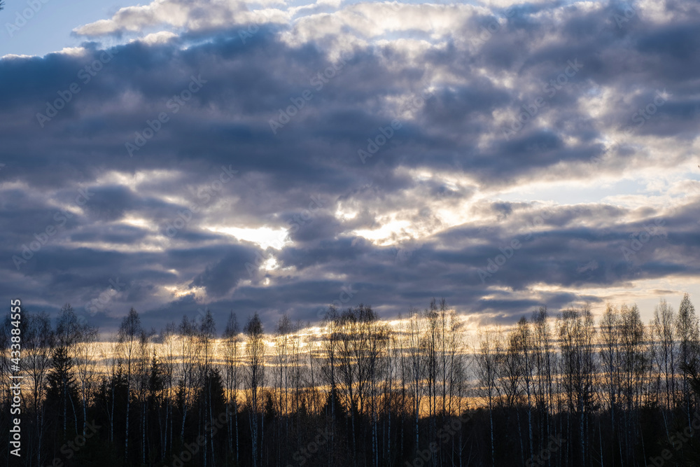 Fototapeta premium Orange sunset on a background of cloudy sky and tall trees.