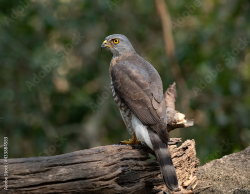 Crested Goshawk in natural 