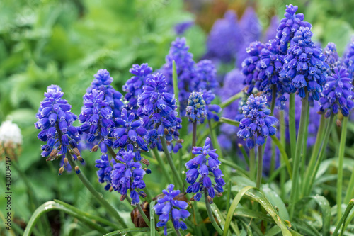 Grape hyacinth  muscari blue-purple with rain and dew drops in the grass in the garden with plants in the background.