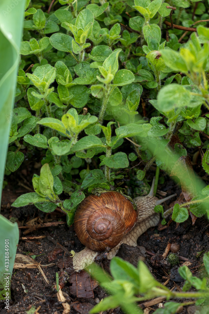 The earth snail in the garden under mint plant on wet soil. Also known as Helix pomatia, Roman snail, Burgundy snail, edible snail or Escargot. Black soil, green plant leaves The earth snail in the garden under mint plant on wet soil. Also known as Helix pomatia, Roman snail, Burgundy snail, edible snail or Escargot. Black soil, green plant leaves
