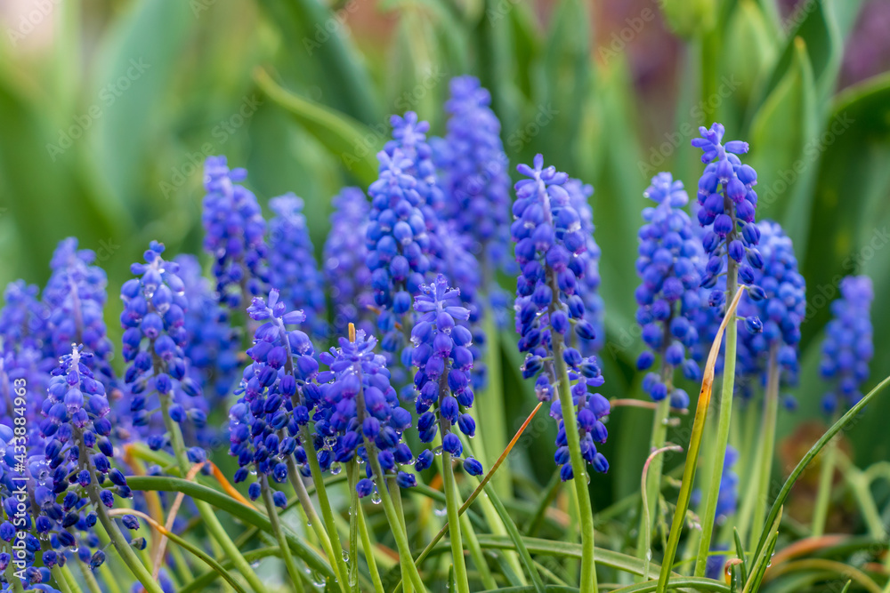 Grape hyacinth, muscari blue-purple with rain and dew drops in the grass in the garden with plants in the background. Grape hyacinth, muscari blue-purple with rain and dew drops in the grass in the garden with plants in the background.