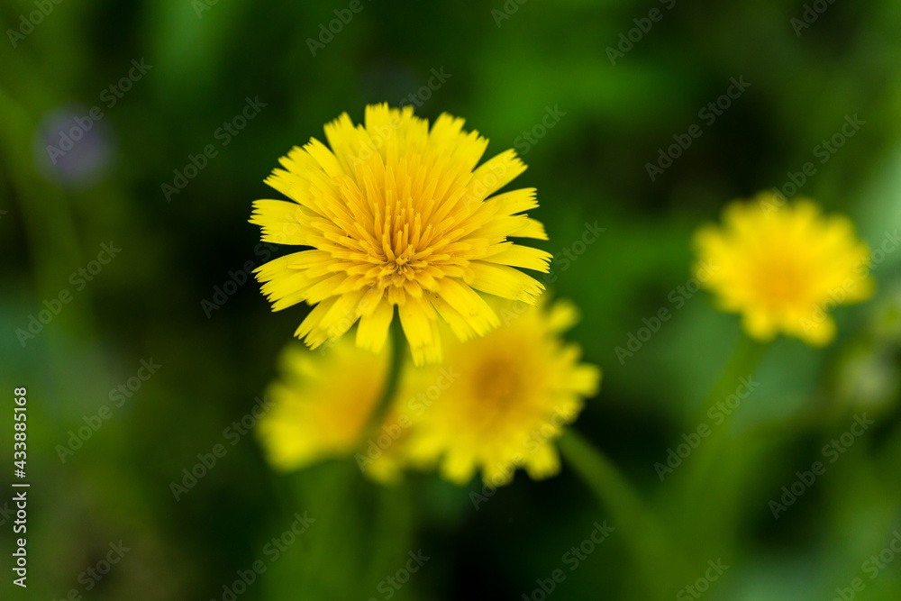 dandelion flower in the Casa de Campo dandelion flower in the Casa de Campo