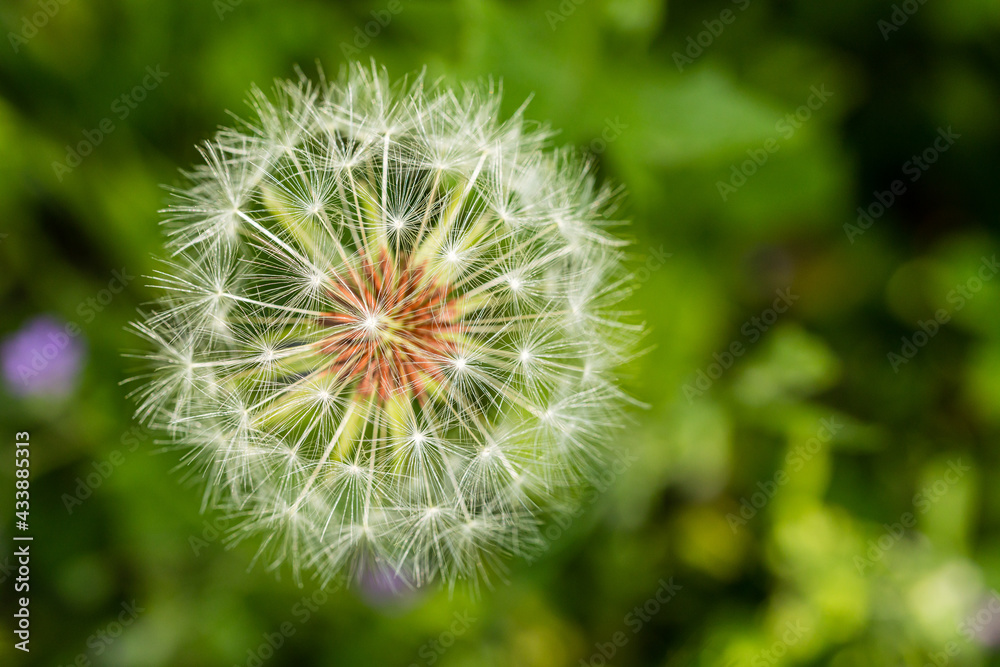 dandelion flower in the Casa de Campo dandelion flower in the Casa de Campo