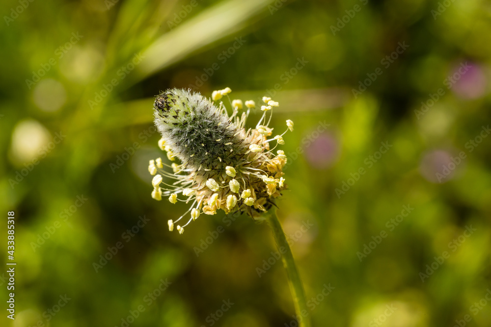 Fototapeta premium Plantago major flower in the Casa de Campo