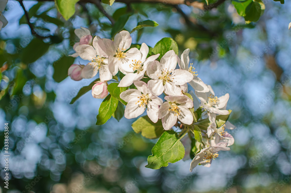 Gentle pink apple blossom on a spring branch outdoors