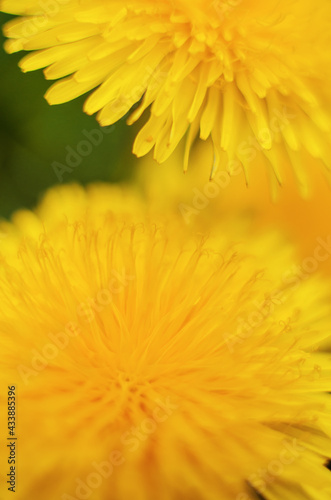 Delicate and light dandelion flowers outdoors