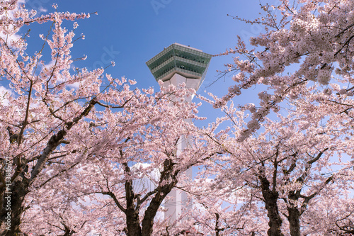 北海道　函館市五稜郭の満開の桜