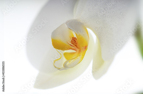 Macro shot of a white orchid on a white background. The photo is suitable for wallpaper, wall photo, screen saver, etc.