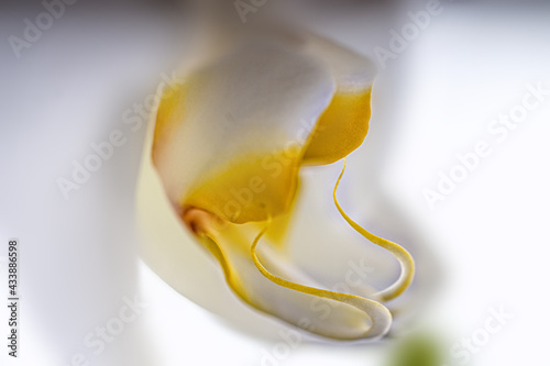 Macro shot of a white orchid on a white background. The photo is suitable for wallpaper, wall photo, screen saver, etc.