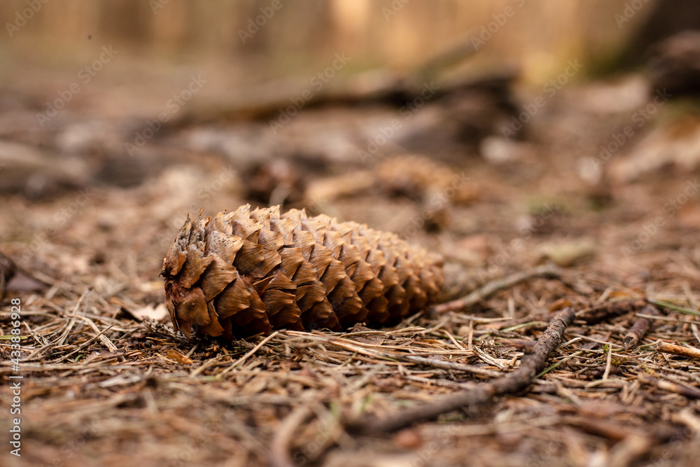 One spruce cone lies on the ground in the forest. One spruce cone lies on the ground in the forest.